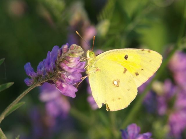 Colias alfacariensis  ?