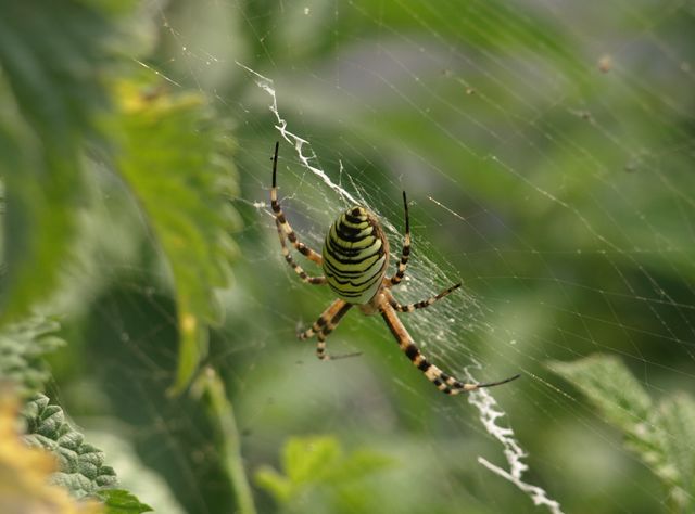 Argiope bruennichi