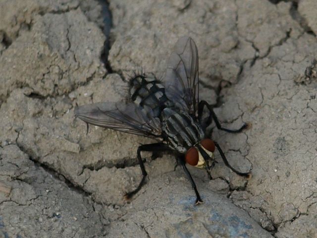 Sarcophaga sp. (Sarcophagidae)