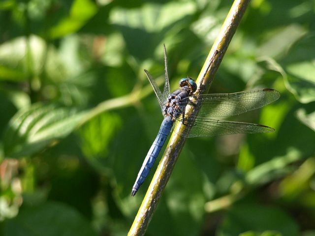 Da determinare - O. coerulescens e O. cancellatum