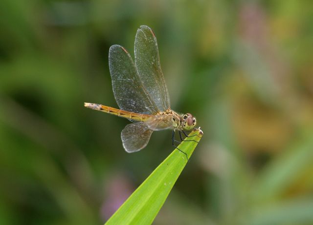 SYMPETRUM DEPRESSIUSCULUM