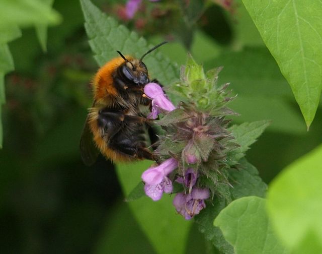 Bombus di due specie