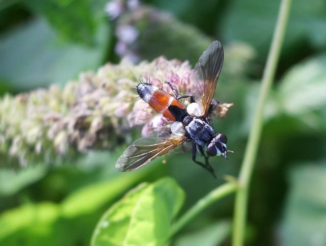 Presunto imenottero No. Cylindromyia sp. (Tachinidae)