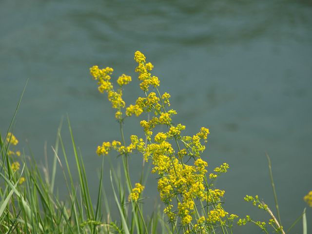 Galium verum s.l.