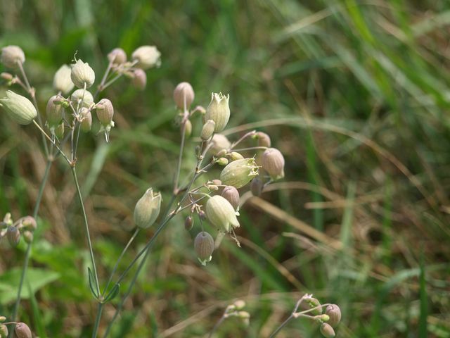 Silene vulgaris sl.