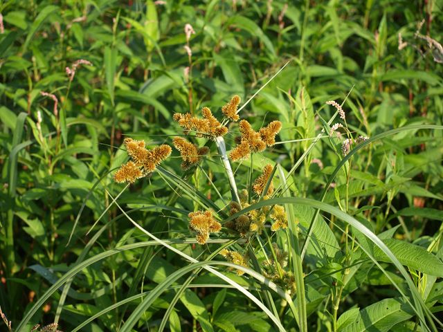 Cyperus sp.