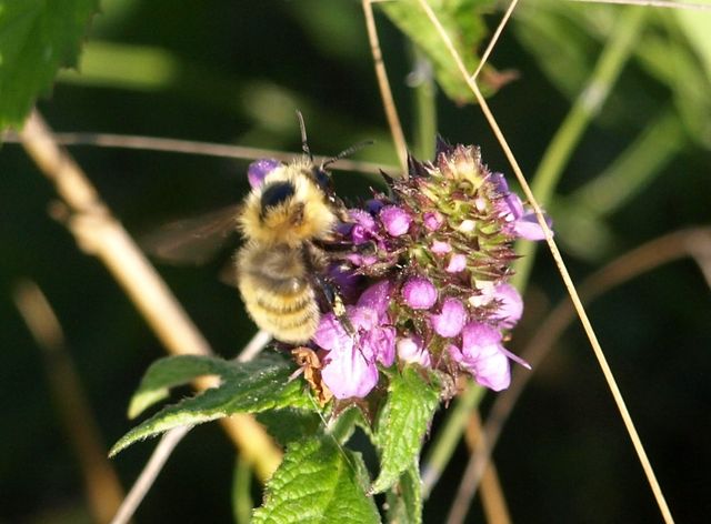 vecchio Bombus cfr pascuorum