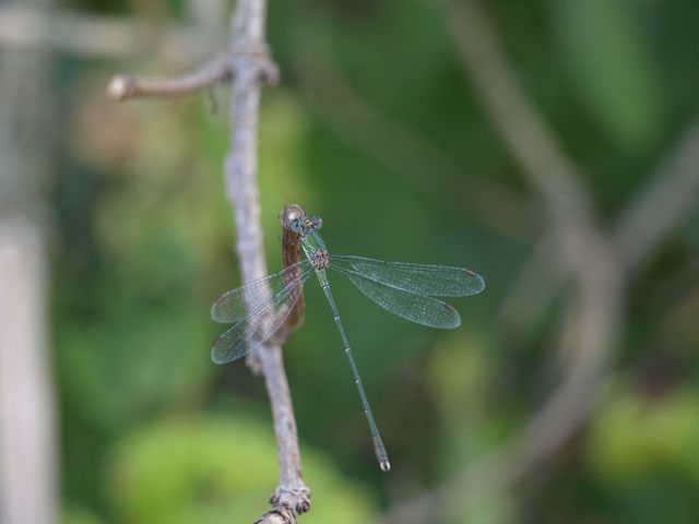 Libellula da determinare