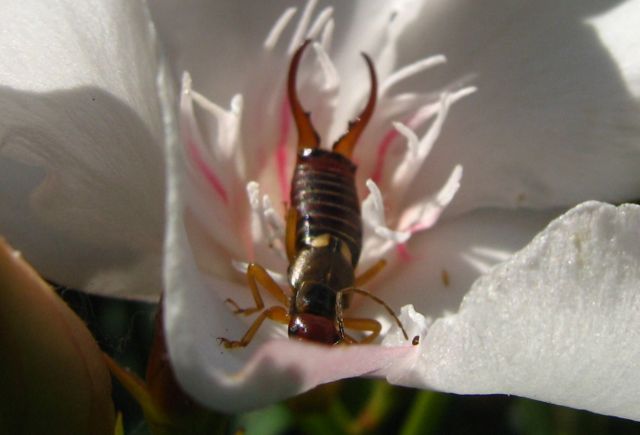 Forficula auricolaria