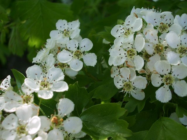 Crataegus monogyna