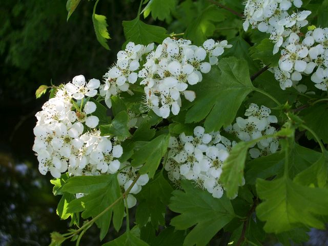 Crataegus monogyna