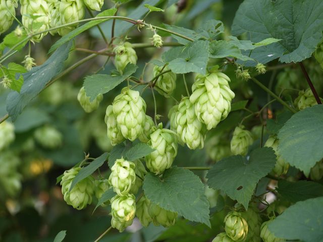 Humulus lupulus / Luppolo comune