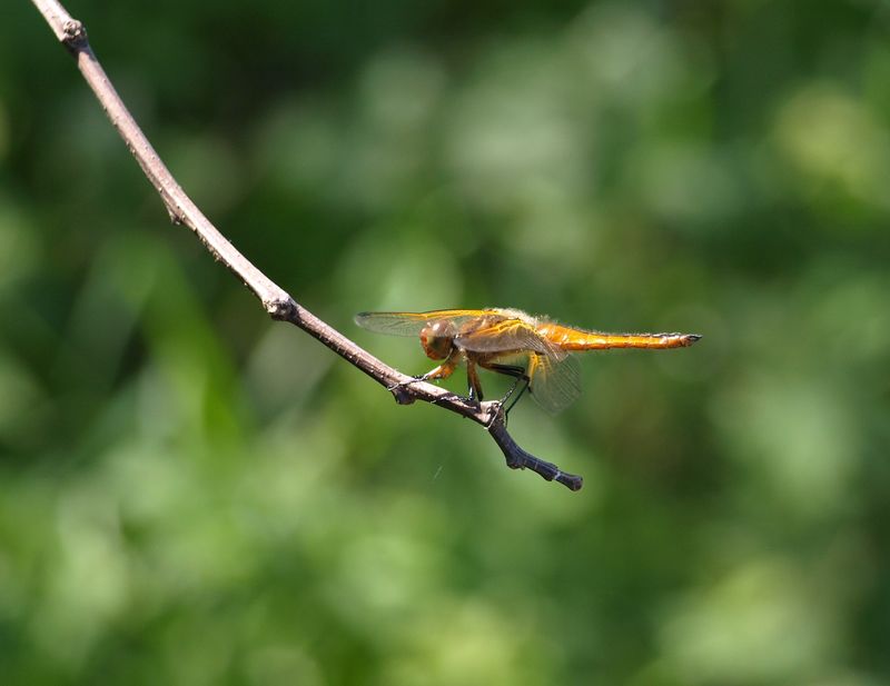 Libellula da identificare