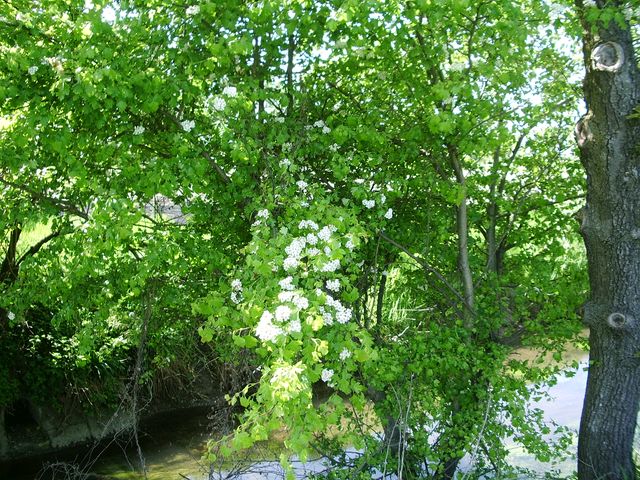 Crataegus monogyna