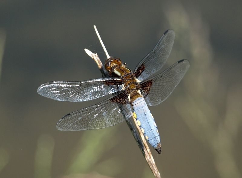 Libellula da identificare