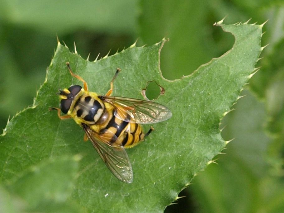 Myathropa florea F (Syrphidae)