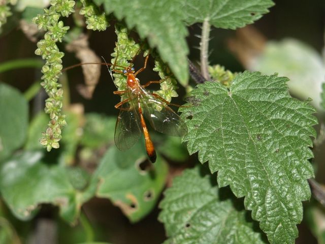 Probabile Netelia sp. (Ichneumonidae - Tryphoninae)