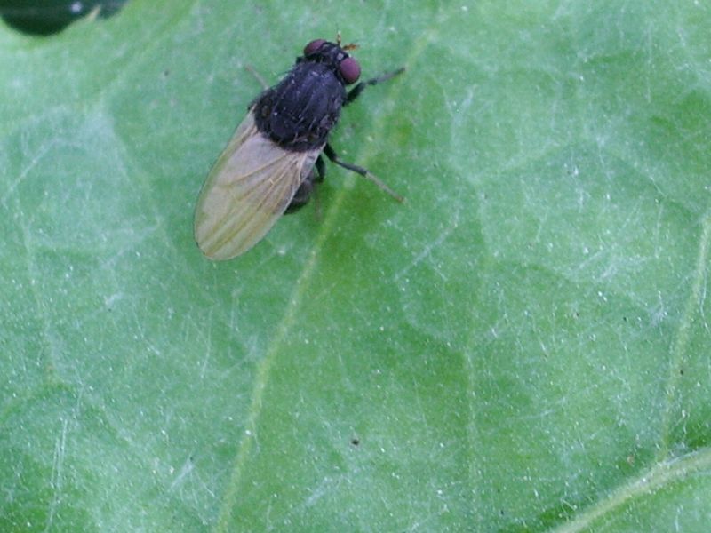 Piccola mosca da identificare