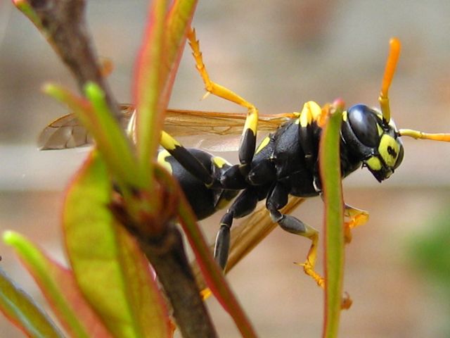 Polistes dominulus ?