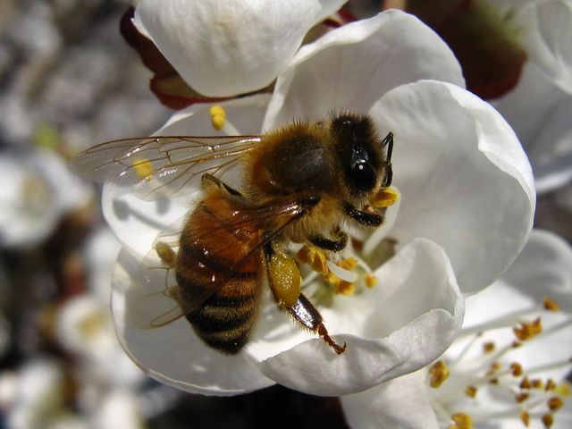 Apis mellifera.