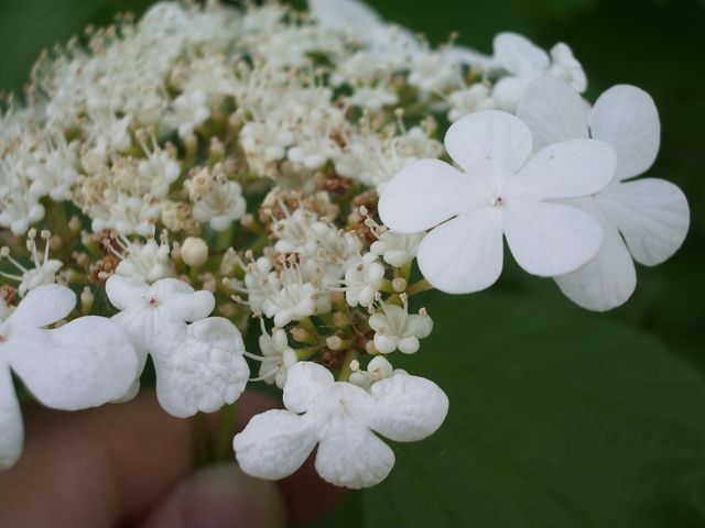 Viburnum opulus  /  Palla di neve