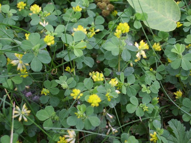 Trifolium dubium e Medicago lupulina