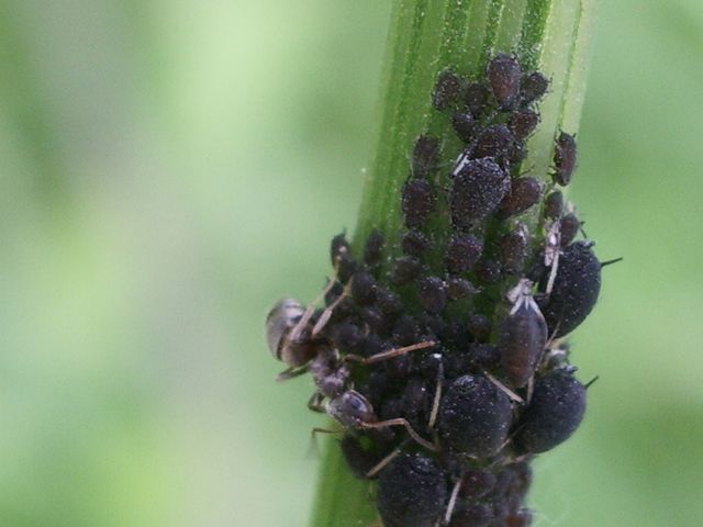 Aphididae con formiche e predatori