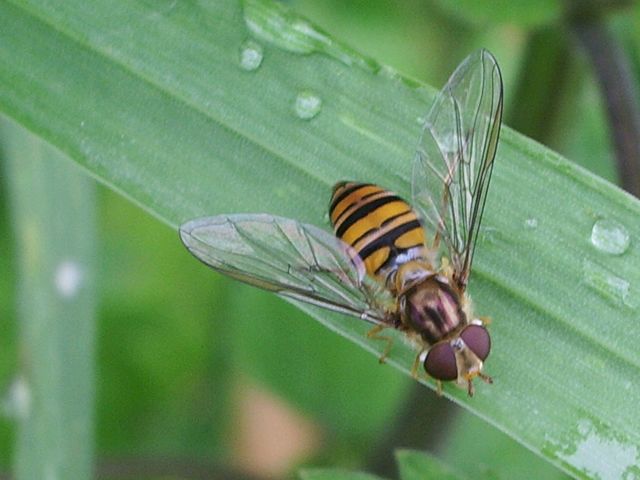 Dipteri da identificare