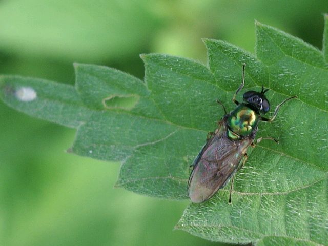 Chloromyia formosa (Dittero  Stratiomyidae)