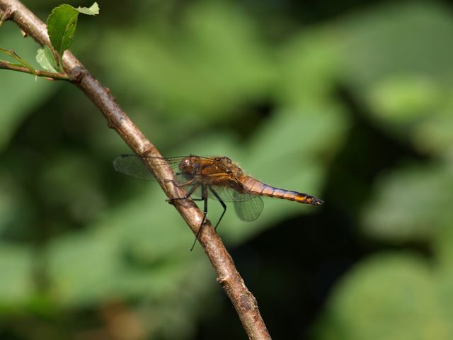 Libellula depressa maschio immaturo