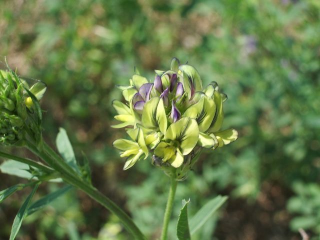 Medicago sativa