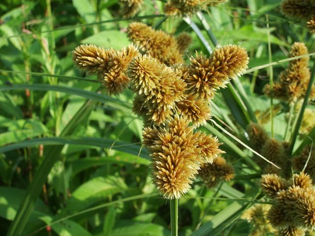 Cyperus sp.