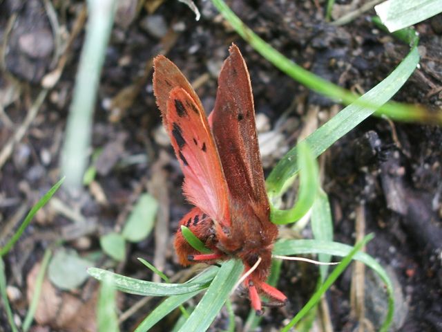 Farfallina da identificare