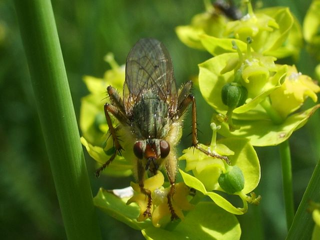 Scathofaga stercoraria ?