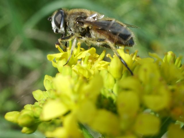 Diptero (credo) da identificare