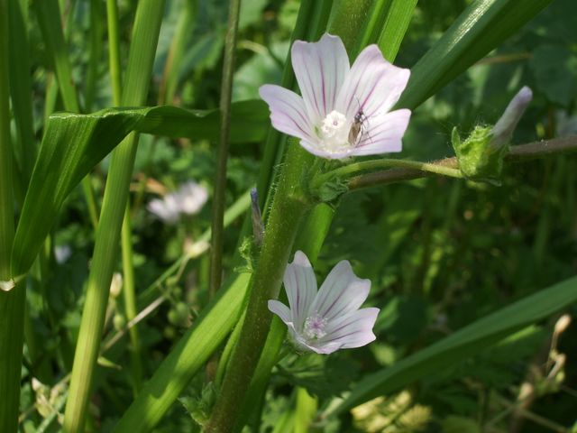 Malva sylvestris