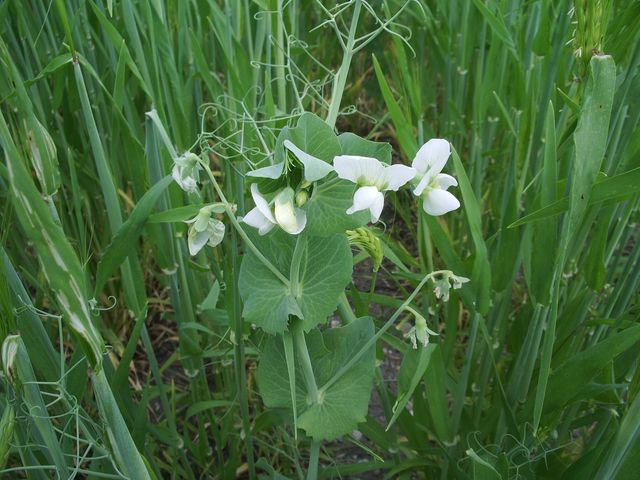 Pisum sativum ssp. sativum