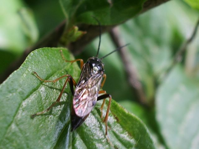 Imenottero da identificare ( Macrophya albicincta ?)