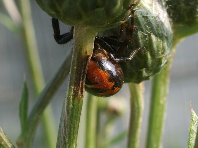 Synaema globosum