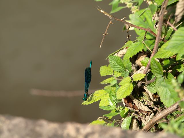 Calopteryx splendens