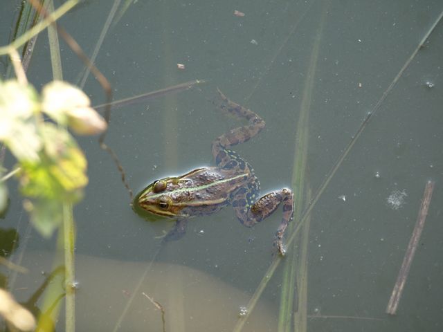 Rana da identificare - Pelophylax sp. (prov. Crema)