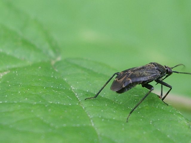 Miridae: Macrotylus quadrilineatus