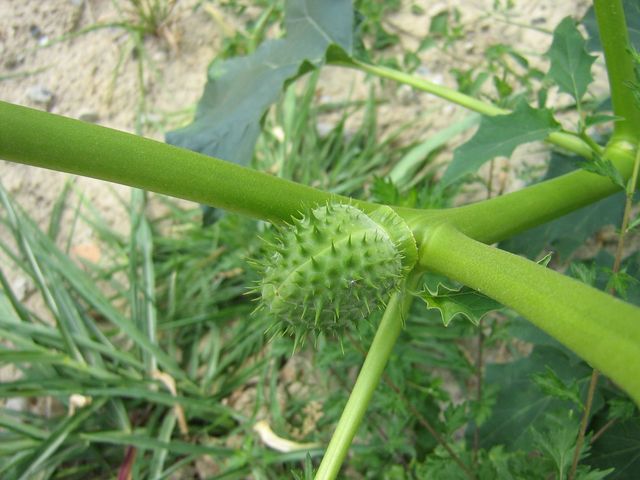 Datura stramonium / Stramonio comune