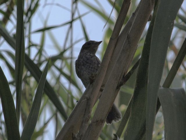 Uccellini da identificare