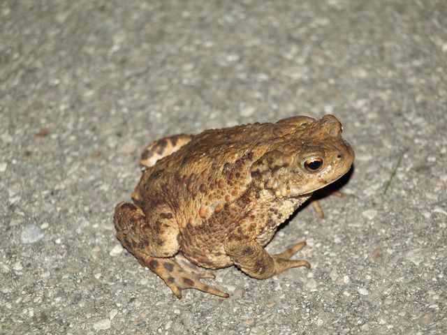 Rospo da identificare - Bufo bufo