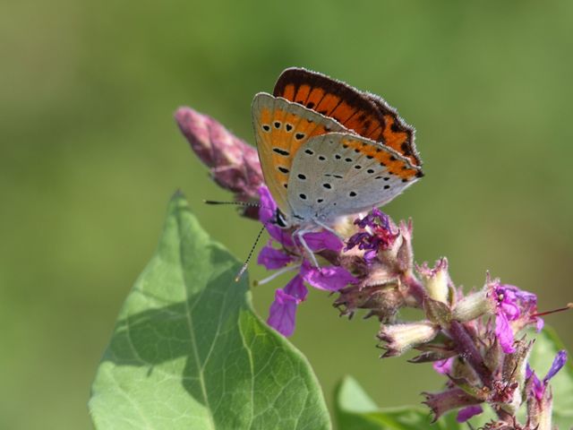 Lycaena dispar