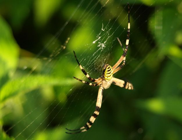 Argiope bruennichi