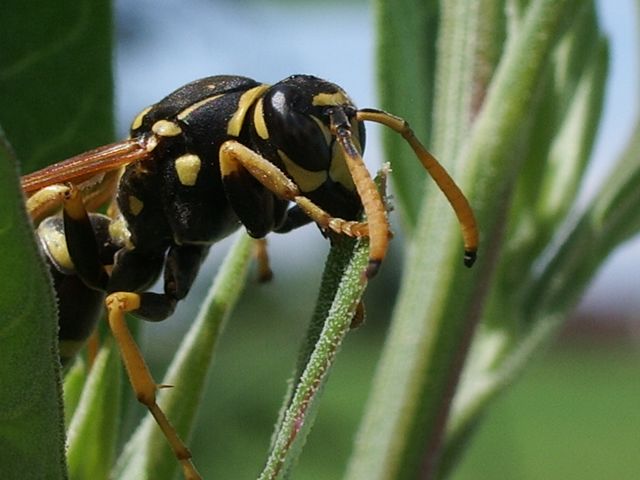 Imenotteri da identificare