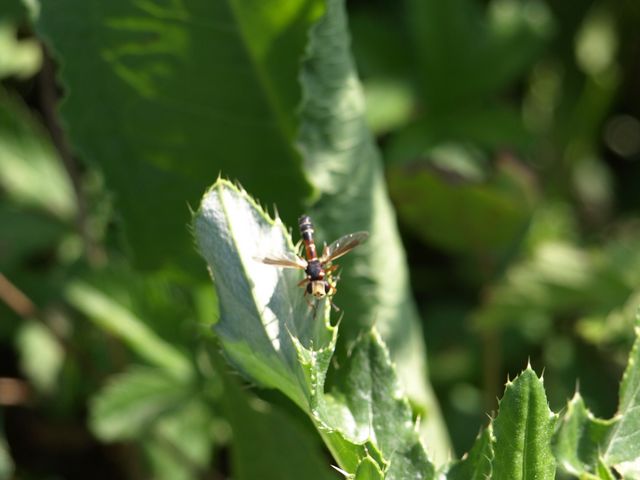 Physocephala del gruppo vittata (Conopidae)