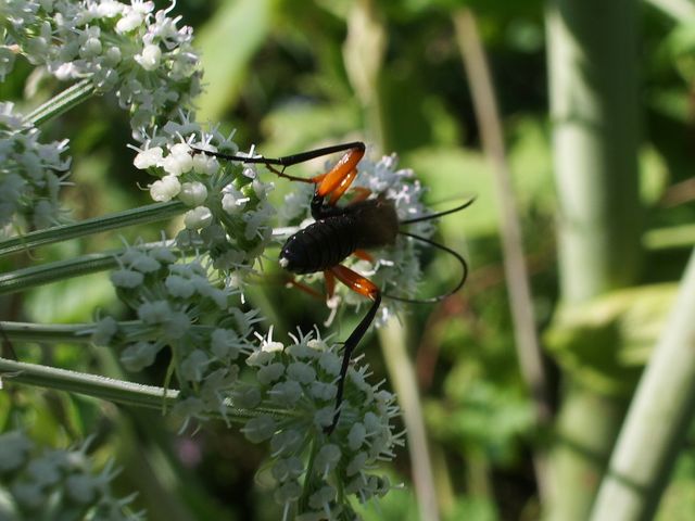 Ichneumonidae.